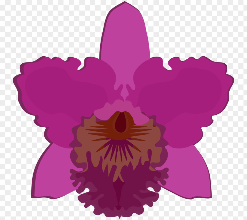 Orchid Petal Pink Flowering Plant Plants Cattleya Bicolor Dendrobium Dancing-lady PNG