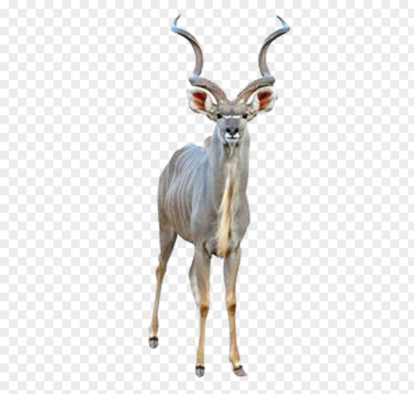 Antelope Goats Goat Animal Material Greater Kudu Common Eland Cheetah PNG