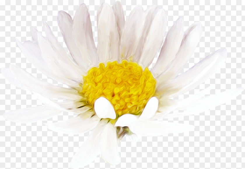 Chrysanthemum Common Daisy Oxeye Roman Chamomile Cut Flowers PNG