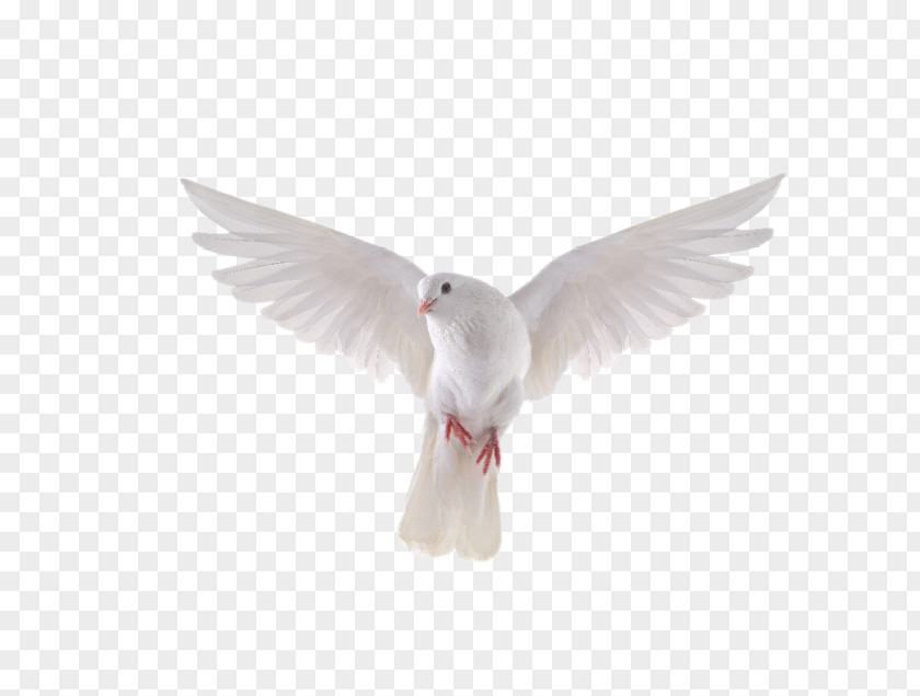 DOVE Columbidae Bird Stock Photography Royalty-free Release Dove PNG