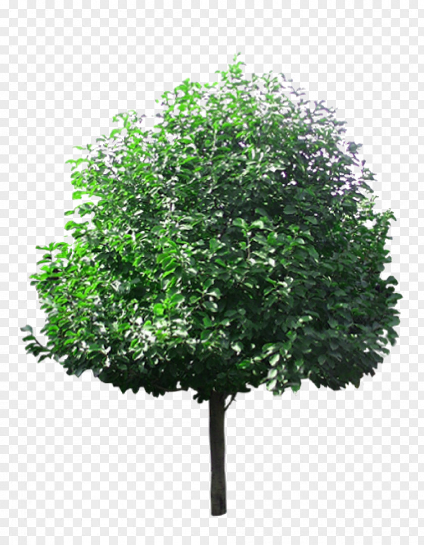 Linden Tree Picture Material Lindens PNG