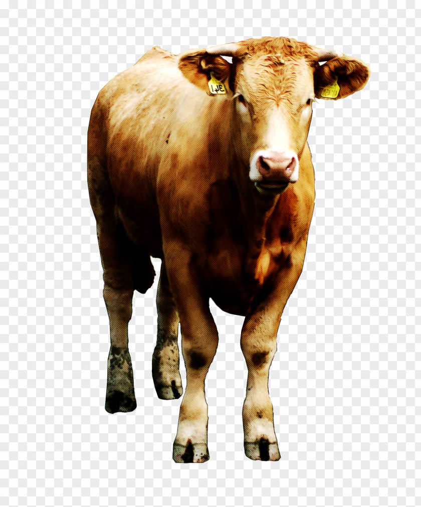 Calf Wildlife Bovine Bull Horn Cow-goat Family Livestock PNG