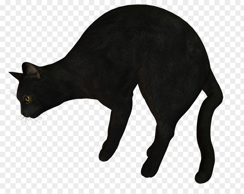 Cat Black Domestic Short-haired Whiskers Clip Art PNG