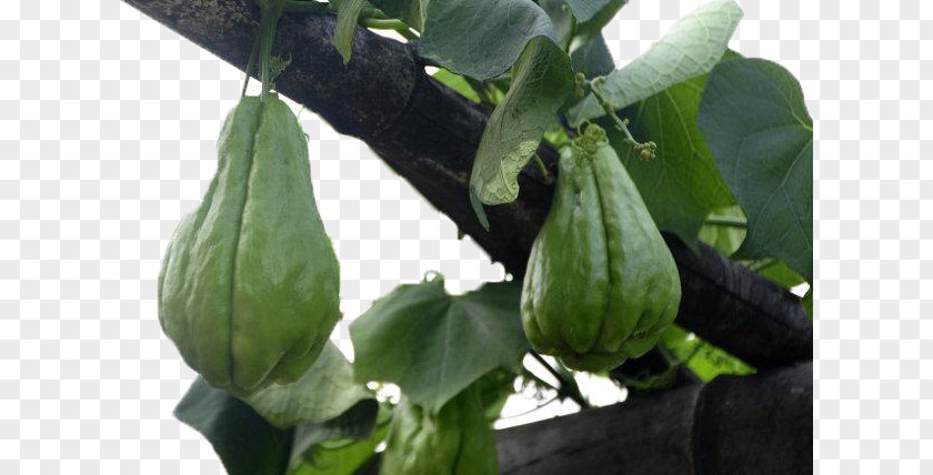 Melon On The Vine Chayote Gourd Cucurbita PNG
