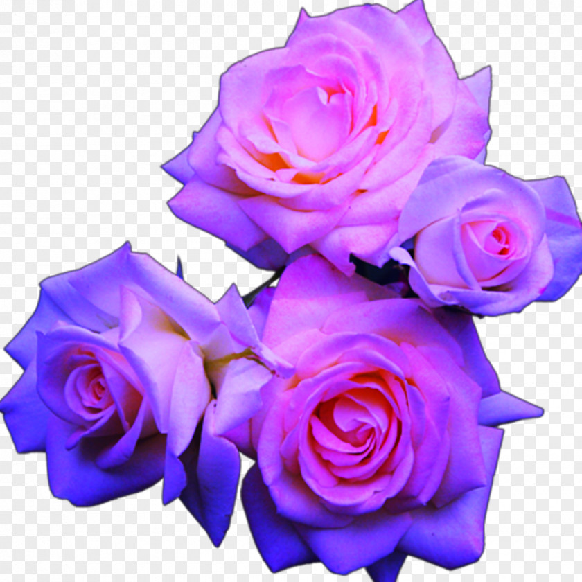 Rose Blue Pink Flowers PNG