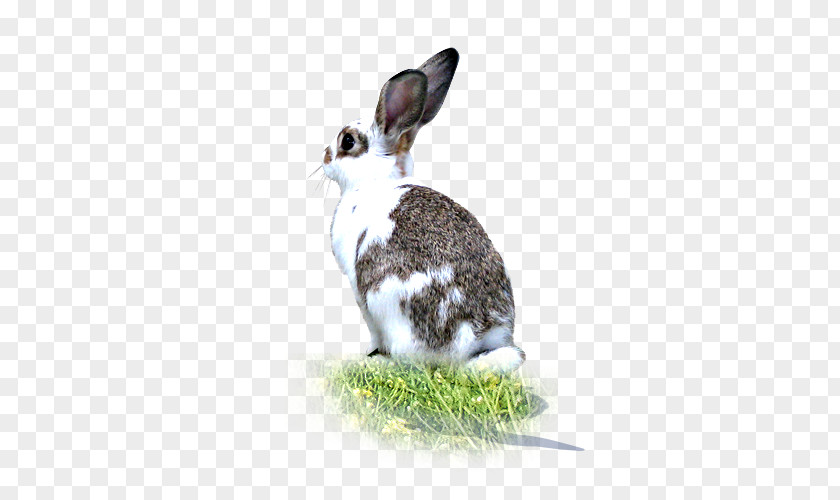A White Rabbit With Grass Side PNG