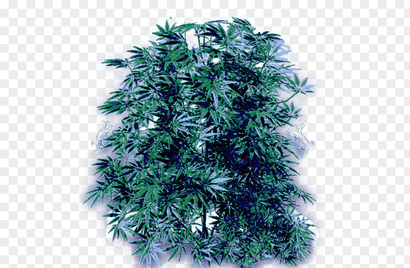 Cannabis Smoking Hemp Cannabidiol PNG