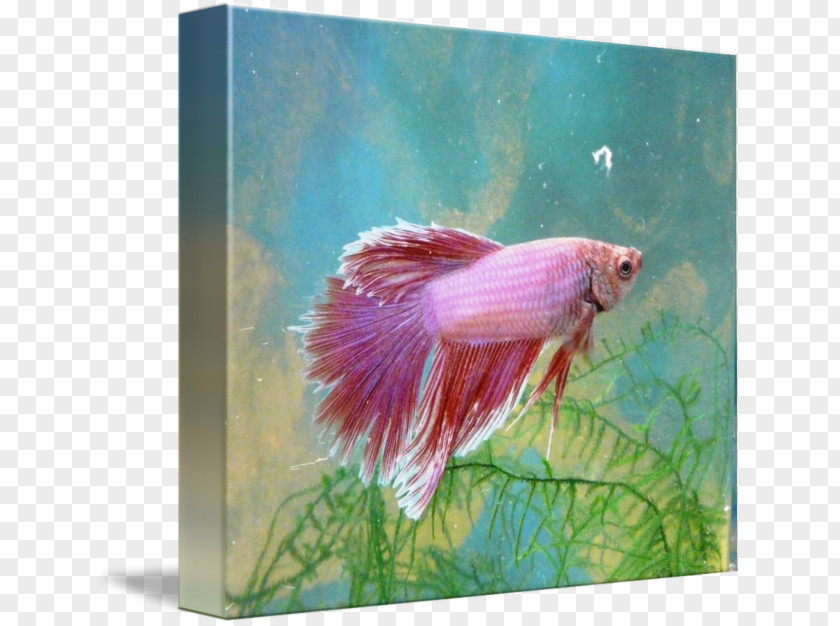 Fish Siamese Fighting Female Painting PNG