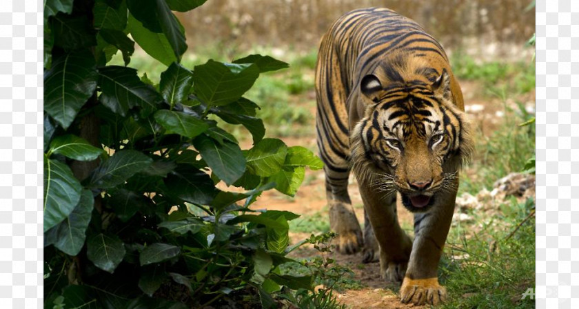 Lion Indonesia Sumatran Tiger Bengal Endangered Species PNG