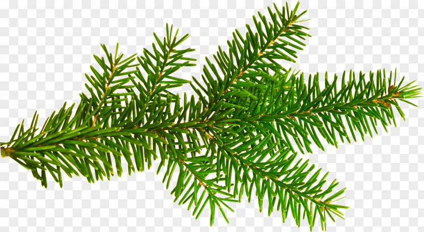Pine Leaves Christmas Tree Ornament New Year Clip Art PNG