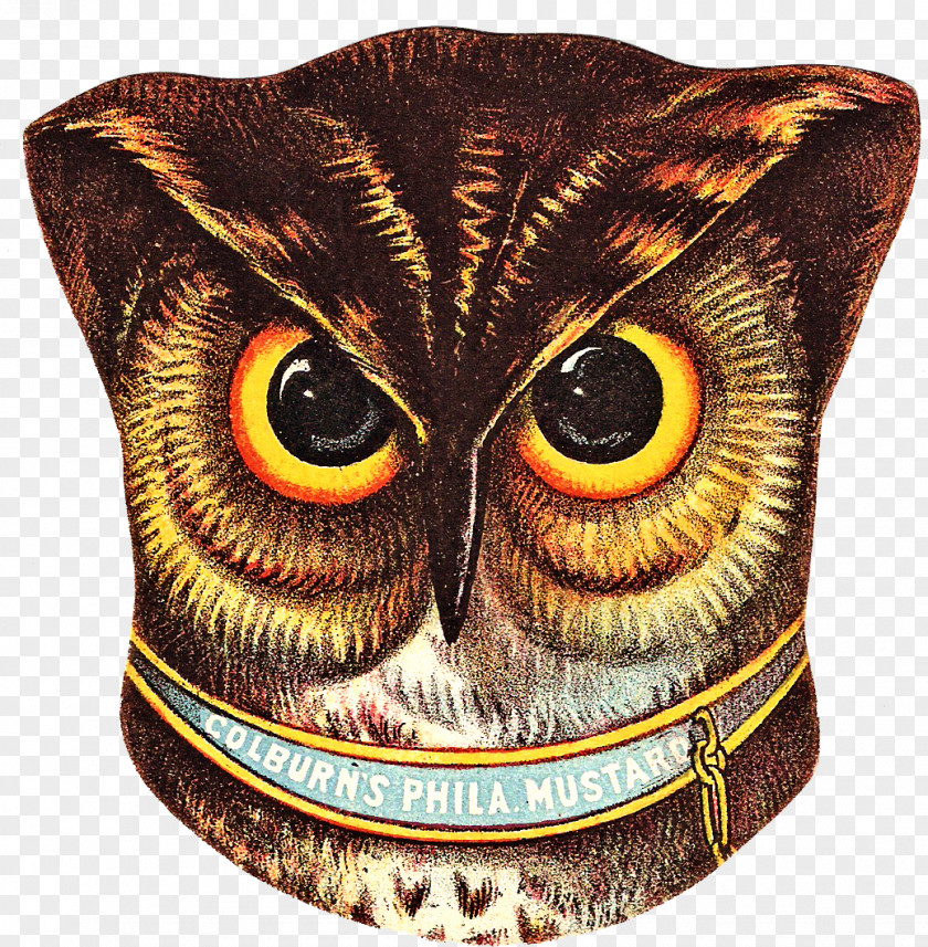 Owls Owl Drawing Clip Art PNG