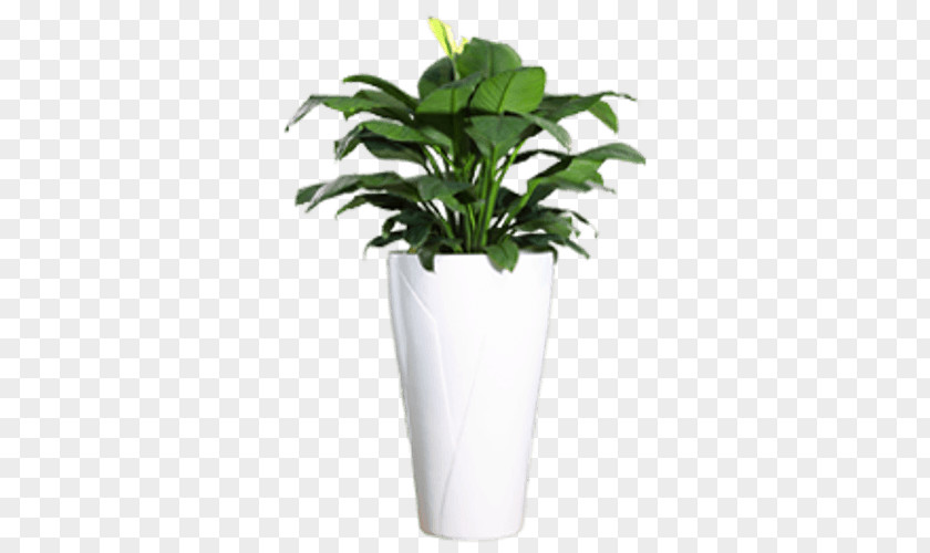 Pot Plant Houseplant Flowerpot Light Ornamental PNG