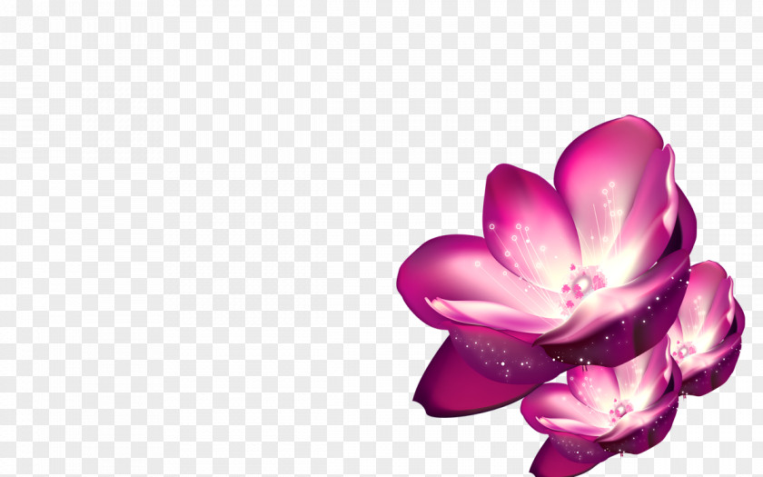 Purple Lotus Shulin District Pink Flower Wallpaper PNG