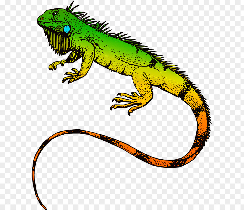 Agama Iguana Green Wall PNG