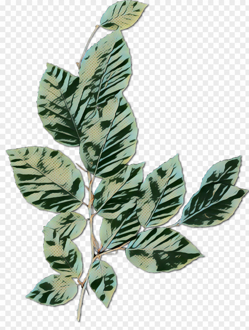 Anthurium Flower Family Tree Background PNG