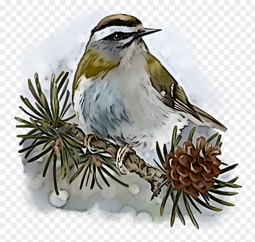 Bird Beak Plant Sparrow Perching PNG