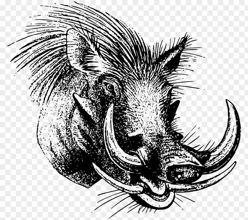 Common Warthog Wild Boar Drawing Clip Art PNG