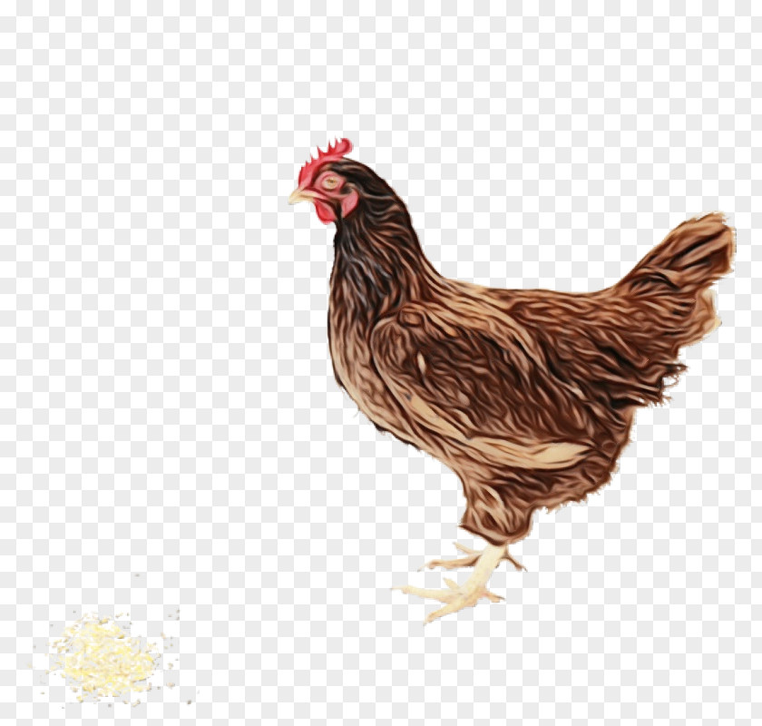 Fried Chicken PNG