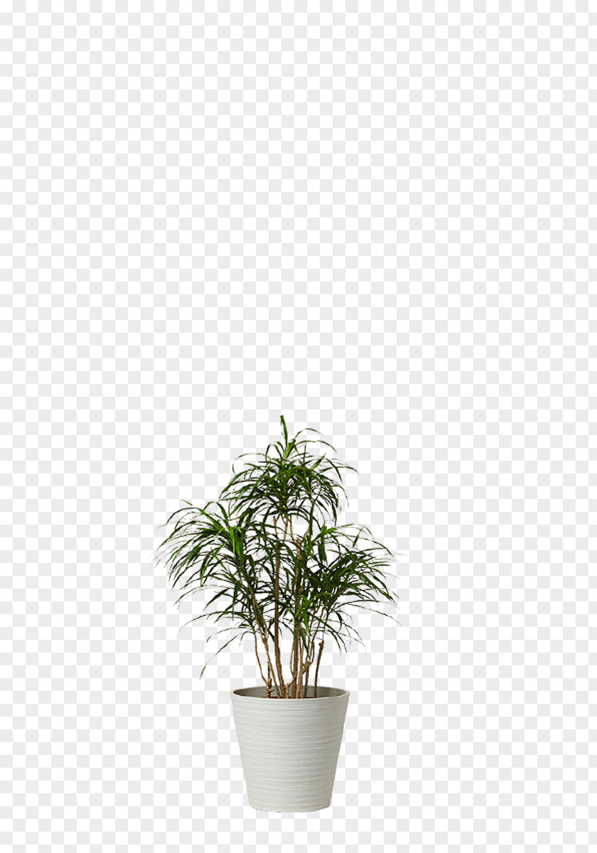 Green Love Monstera Houseplant Dracaena Agavaceae Wattles PNG