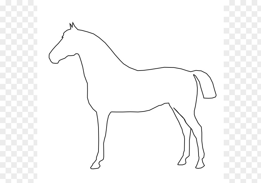 Horse Outline Tennessee Walking Conformation Of The Drawing Clip Art PNG