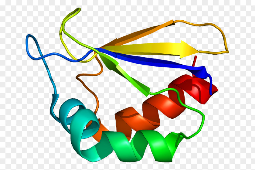 Inner Mitochondrial Membrane NDUFA2 Hemoglobin, Alpha 1 UniProt Protein Gene PNG