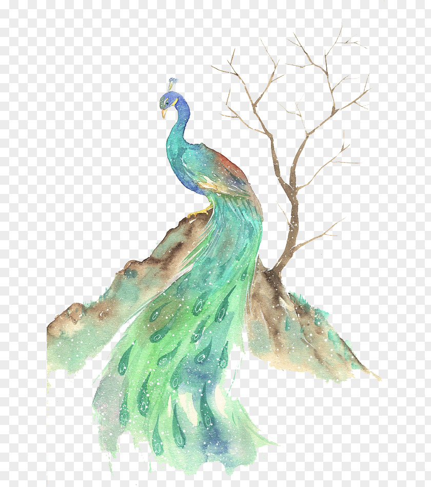 Peacock Bird Watercolor Painting Illustration PNG