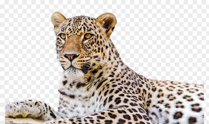 Persian Leopard Snow Desktop Wallpaper Felidae Amur PNG