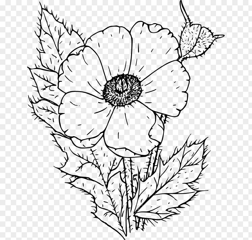 Poppy Coloring Book Drawing Clip Art PNG