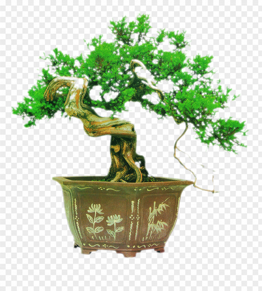 Potted Tree Bonsai Chinese Garden Podocarpus Macrophyllus PNG