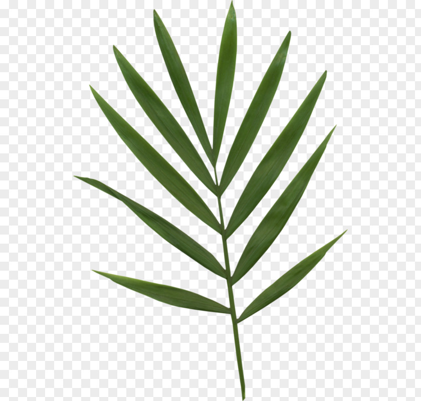 A Bamboo Leaf Bamboe PNG
