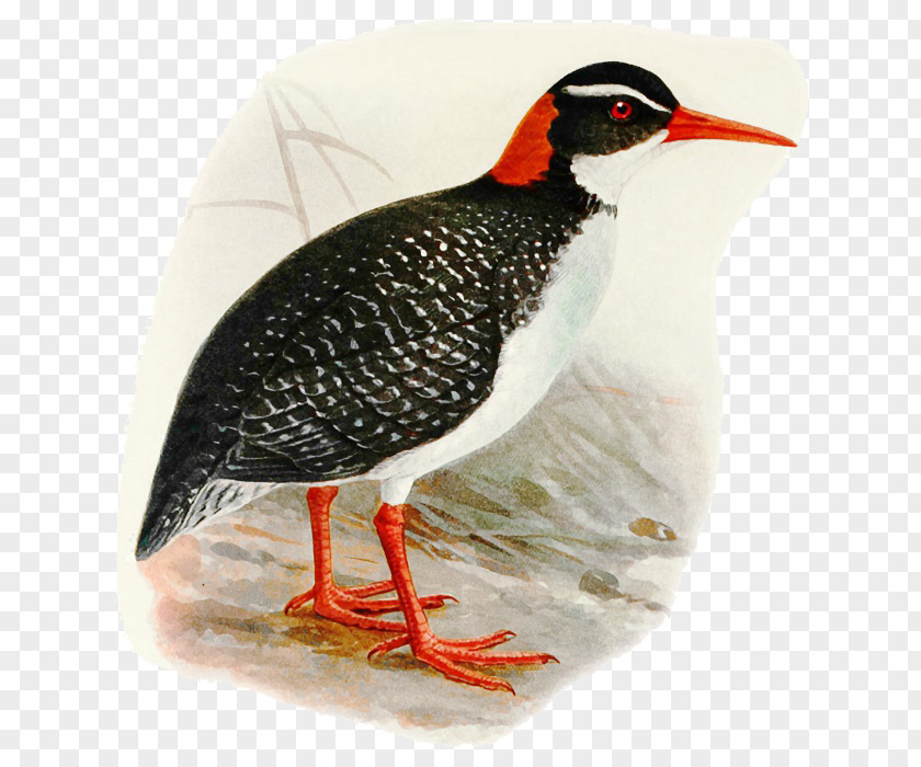 Beak Rail Cartoon Bird PNG