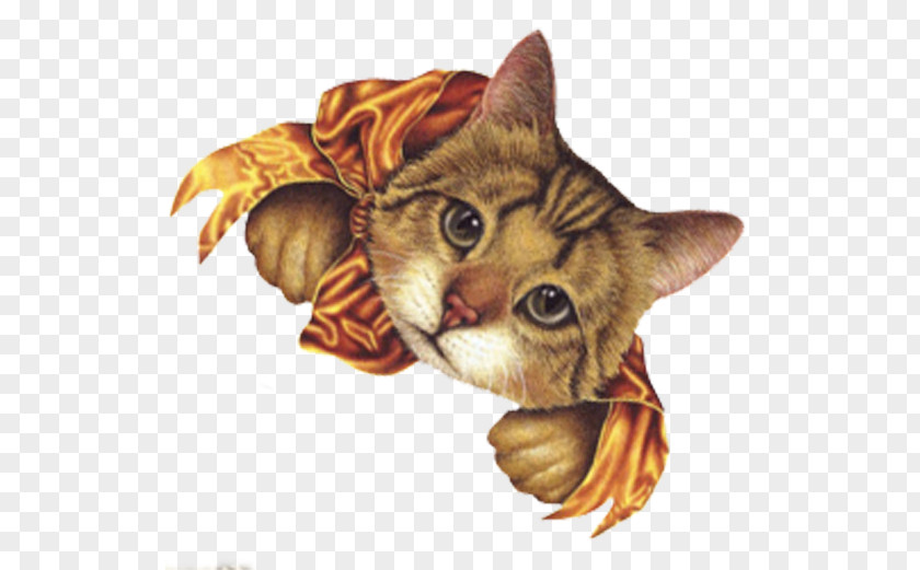 Cute Cat Kitten Whiskers Tabby PNG