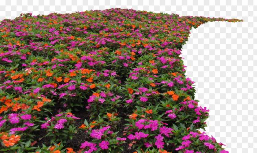 Drawing Flower Garden Shrub Plant PNG