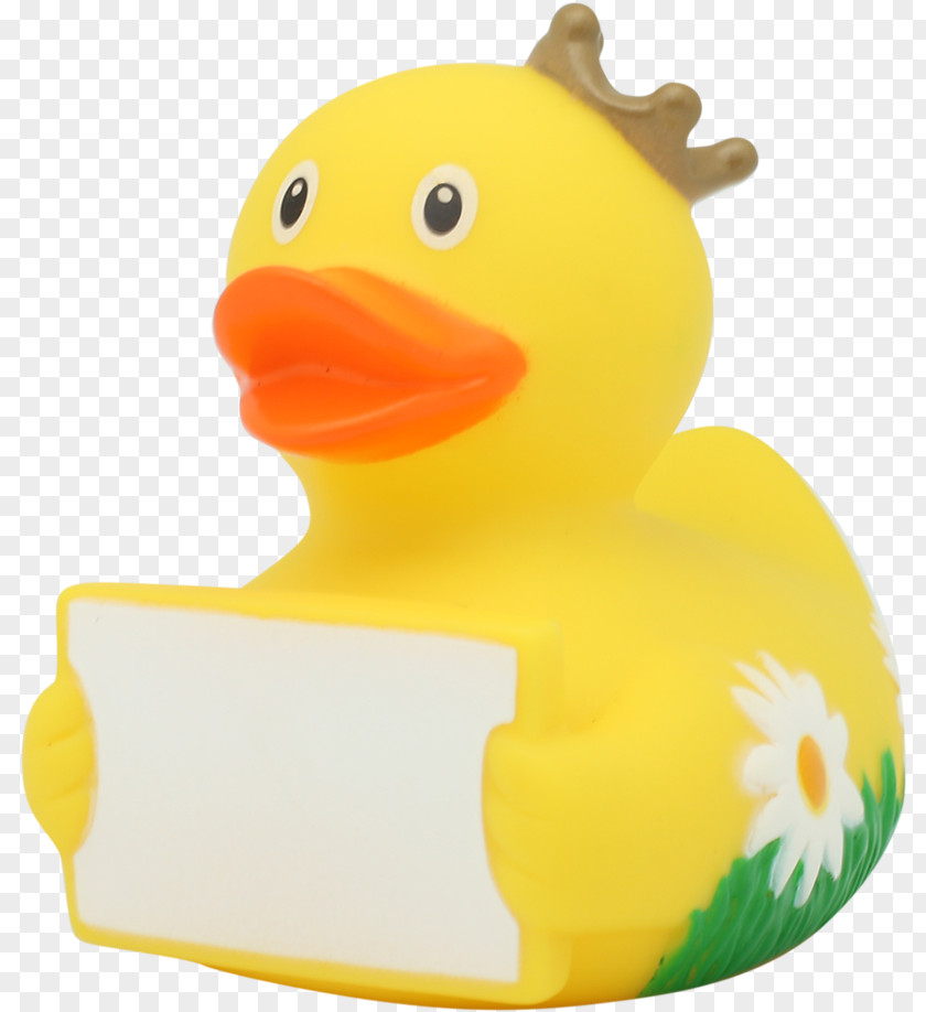 Livestock Waterfowl Water Background PNG
