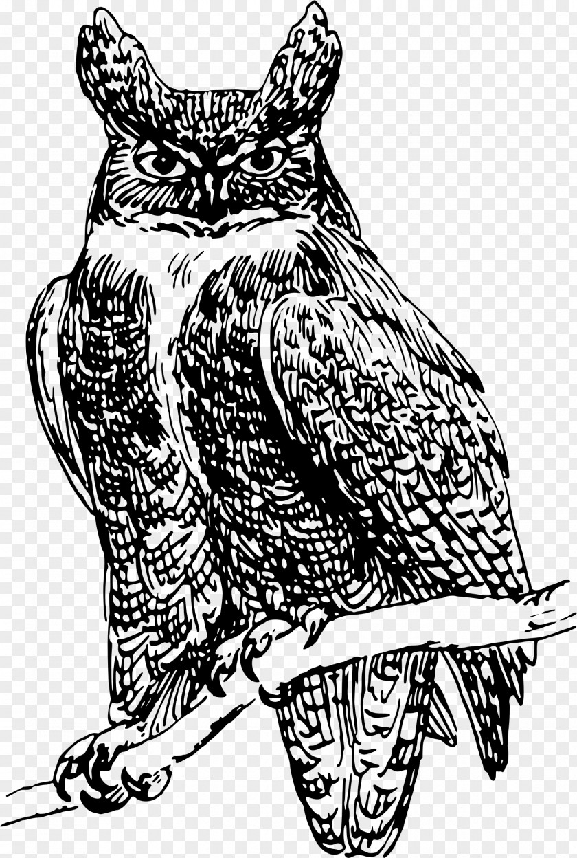 Owls Owl United States Clip Art PNG