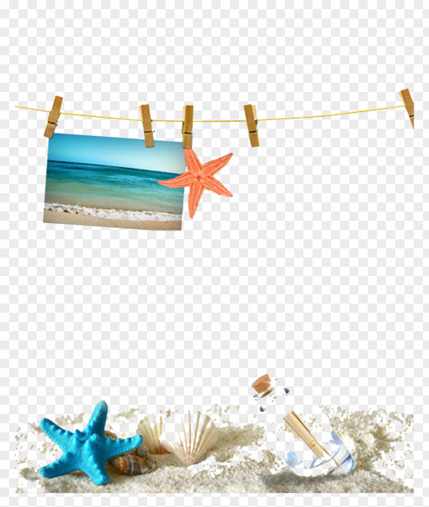 Photo Starfish Decorative Material Sandy Beach Seashell Web Template PNG