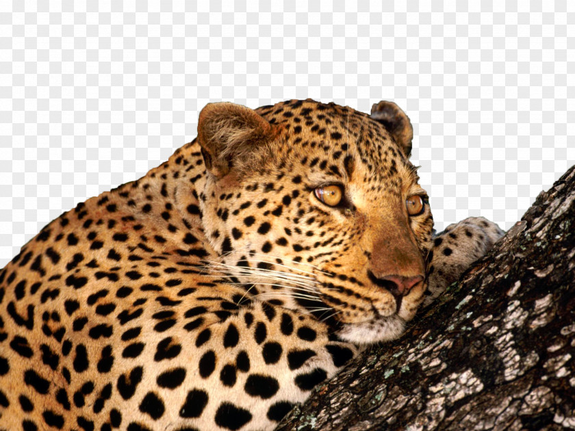 The Seal Is On Trunk Leopard Big Cat Wallpaper PNG