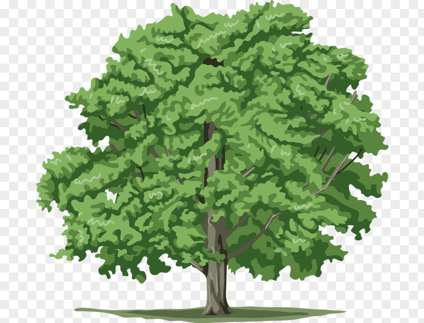 Tree Desktop Wallpaper PNG