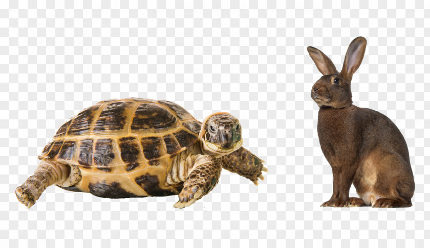 Turtle Box Turtles Stock Photography Tortoise PNG