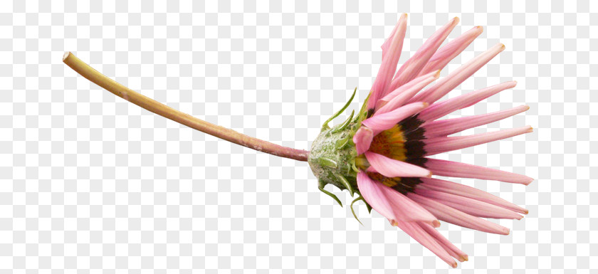Chrysanthemum Petal Indicum Flower PNG