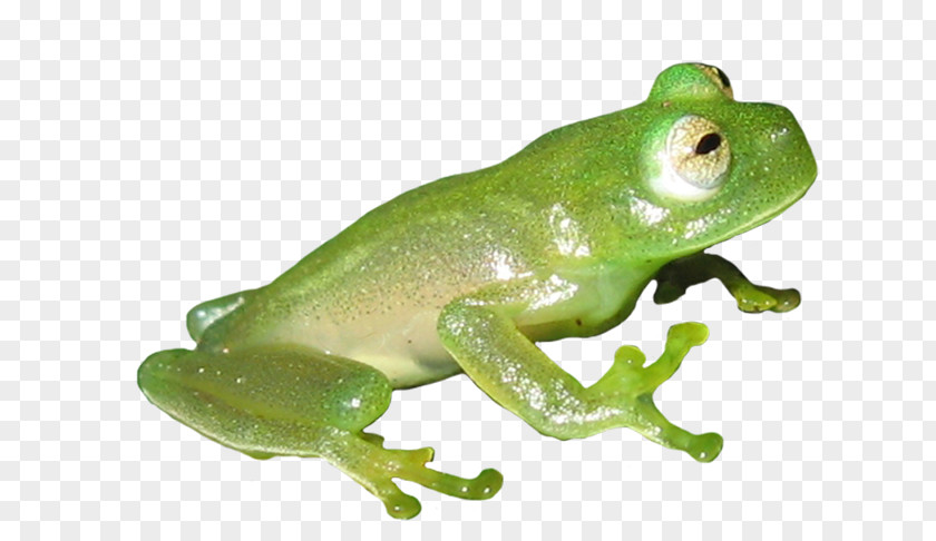 Frog American Bullfrog True Common Edible PNG