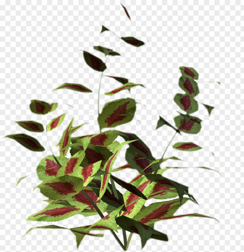 Leaf Plant Stem Flowering Herb PNG