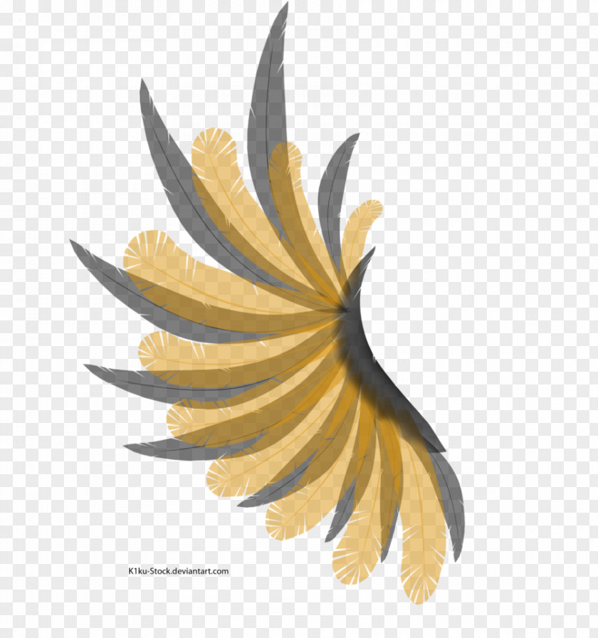 Black Wing Flowering Plant PNG