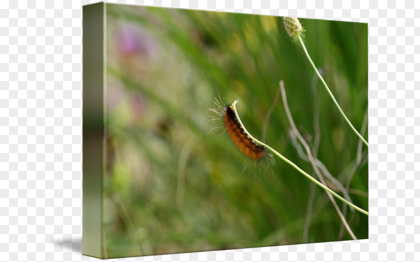 Fuzzy Caterpillar Brush-footed Butterflies Insect Butterfly PNG
