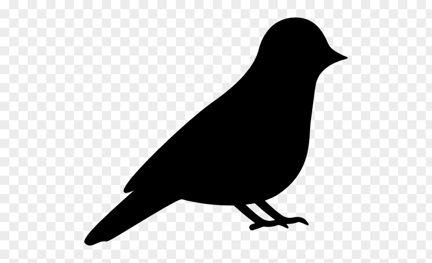 Pigeon Bird Silhouette Drawing Clip Art PNG