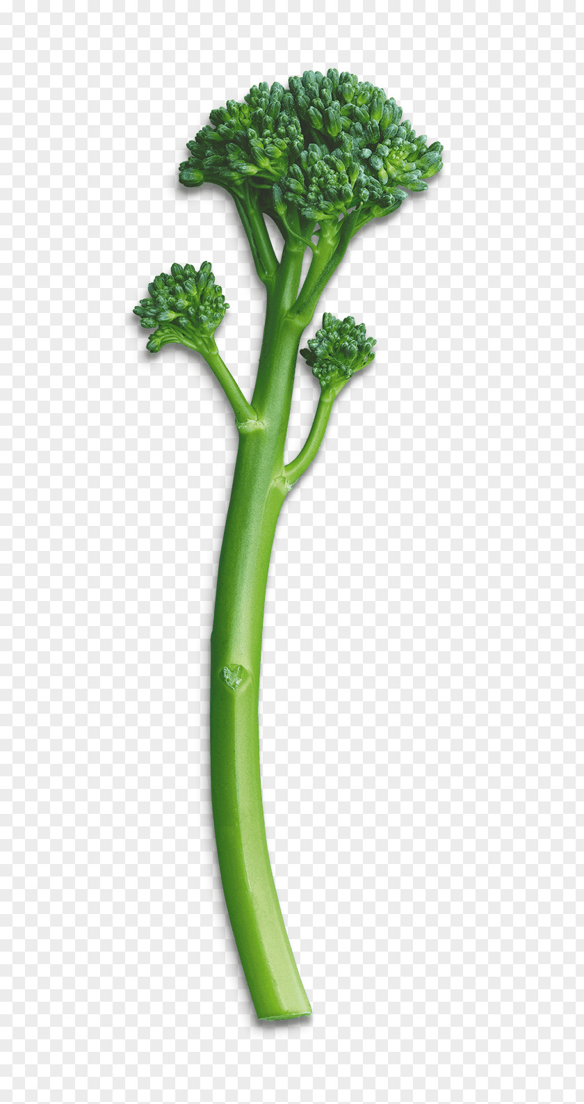 Satay Broccolini Leaf Vegetable Law Privacy Policy PNG