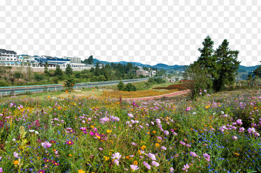 Beautiful Flower Painting Town Landscapes Yangchangdong Landscape PNG