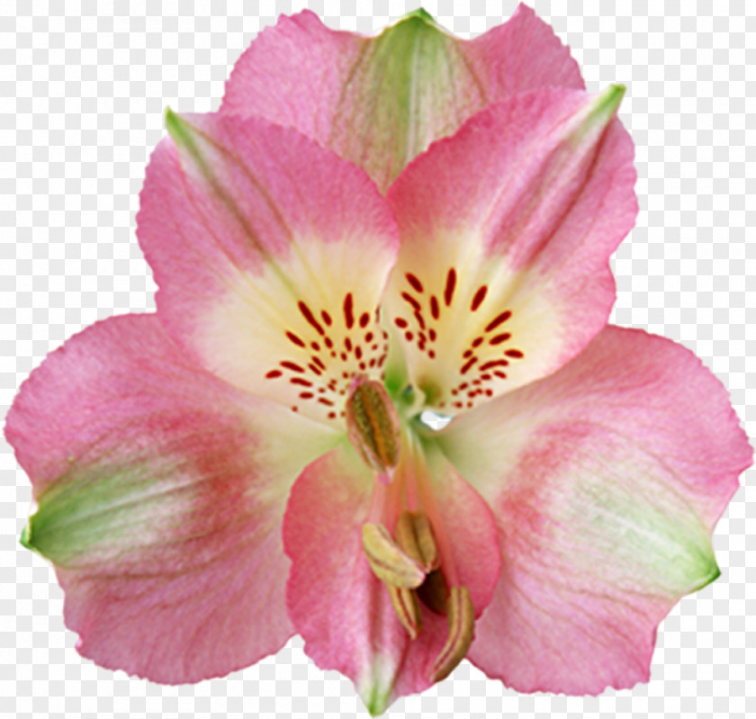 Beautiful Orchids Clip Art Desktop Wallpaper Lily GIF Image PNG