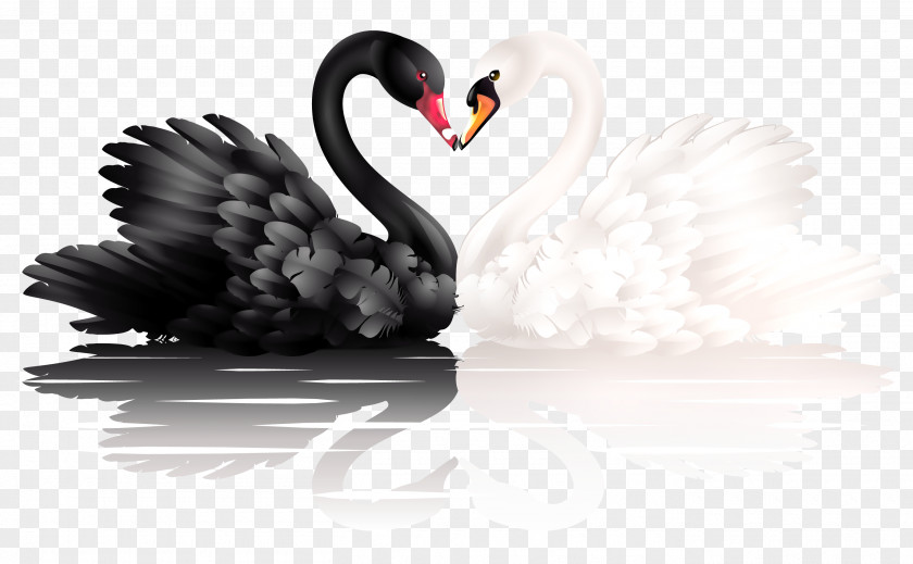 Black And White Swan Clip Art PNG