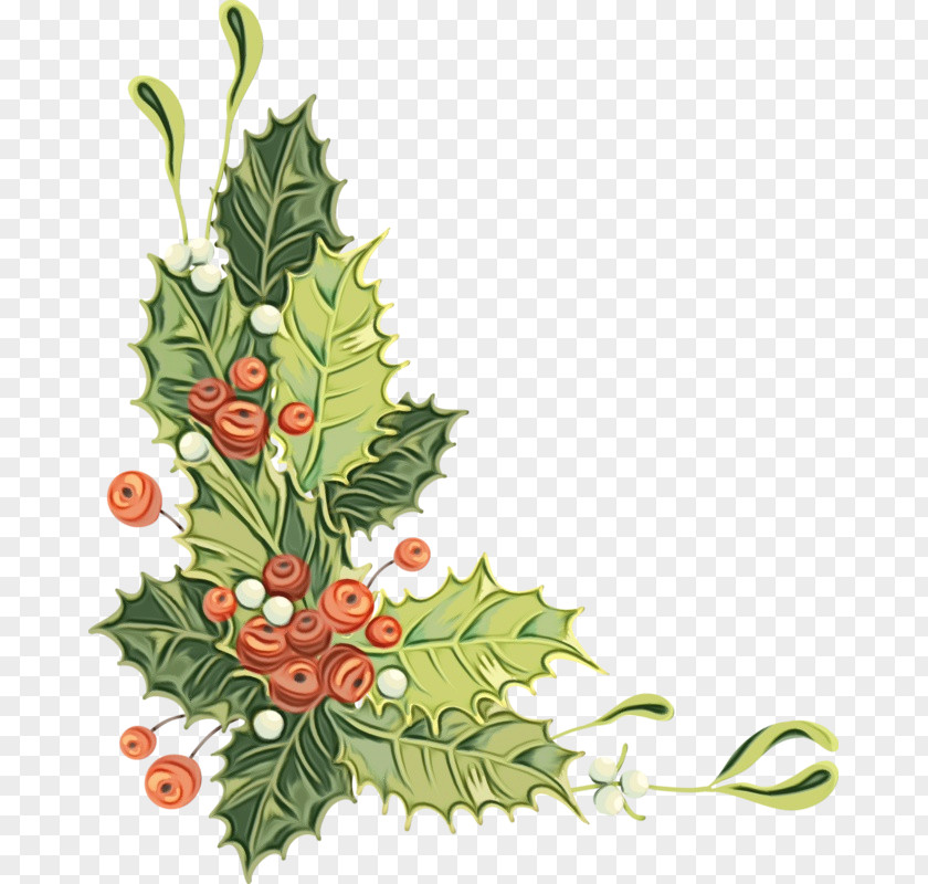 Colorado Spruce Twig Holly PNG